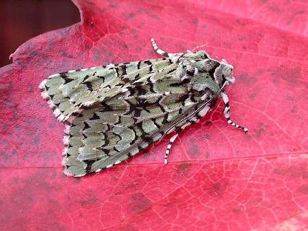 Merveille du Jour Griposia aprilina