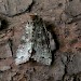 Adult • Hazelslade Nature Reserve, Hednesford, Staffs • © David Grundy