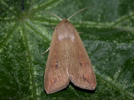 White-speck Mythimna unipuncta