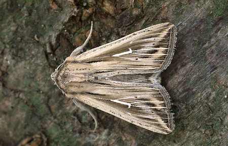 L-album Wainscot Mythimna l-album