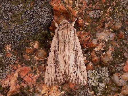 Devonshire Wainscot Leucania putrescens