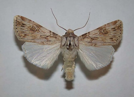 Spalding's Dart Agrotis herzogi