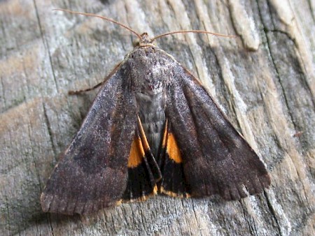 Langmaid's Yellow Underwing Noctua janthina