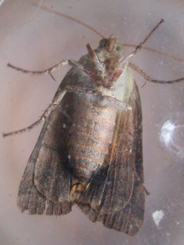 Langmaid's Yellow Underwing Noctua janthina