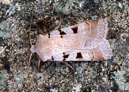 Autumnal Rustic Eugnorisma glareosa