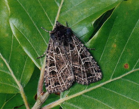 The Gothic Naenia typica