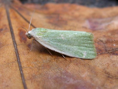 Cream-bordered Green Pea Earias clorana