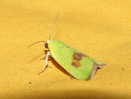 Spiny Bollworm Earias biplaga