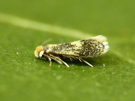 Ectoedemia heringella