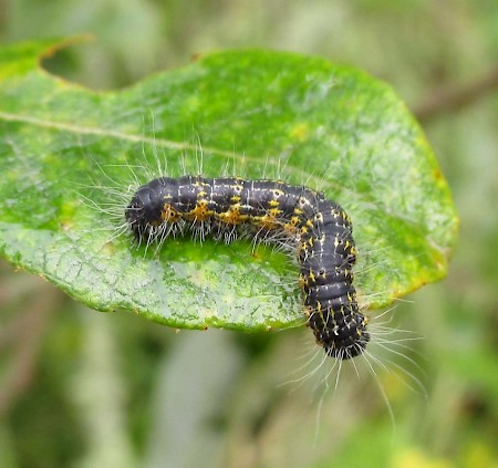 Buff-tip Phalera bucephala