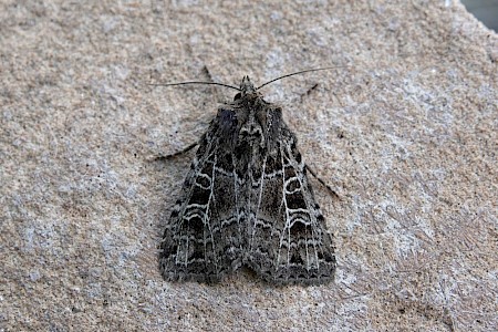 The Gothic Naenia typica