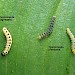 Larva comparison with Y. cagnagella • Bere Alston, Devon • © Phil Barden