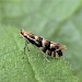 Adult, reared from mine on Salix • East Ross, Scotland • © Nigel Richards