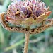 Larva • Soar, South Devon • © Phil Barden