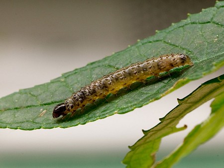 Duponchelia fovealis