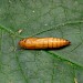 Pupa • St. Austell, Cornwall • © Phil Boggis