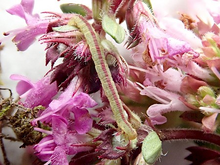 Thyme Pug Eupithecia distinctaria