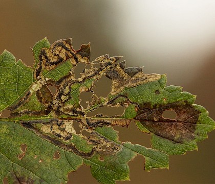 Larval mines • Sydlings Copse, Oxfordshire • © Will Langdon