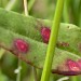 Mines on Rumex • Barnhamcross Common, Thetford, Norfolk • © Andy Musgrove