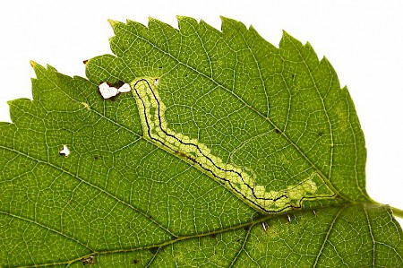 Stigmella confusella