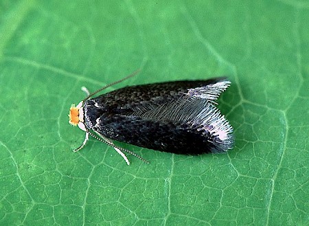 Stigmella svenssoni