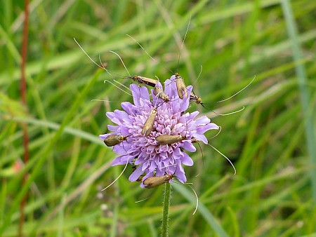 Nemophora metallica