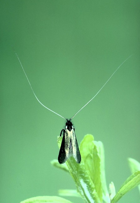 Adela reaumurella