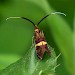 Female • Stewartby, Bedfordshire • © Keith Balmer