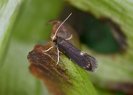 Psychoides filicivora