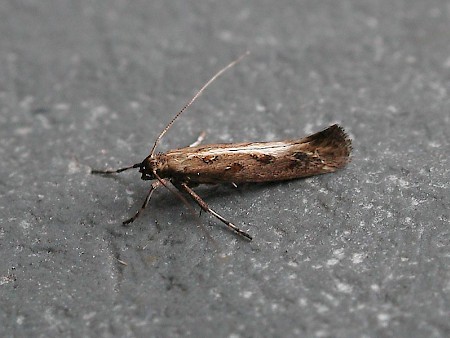 Calybites phasianipennella