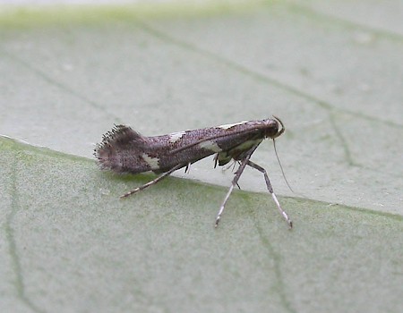 Calybites phasianipennella