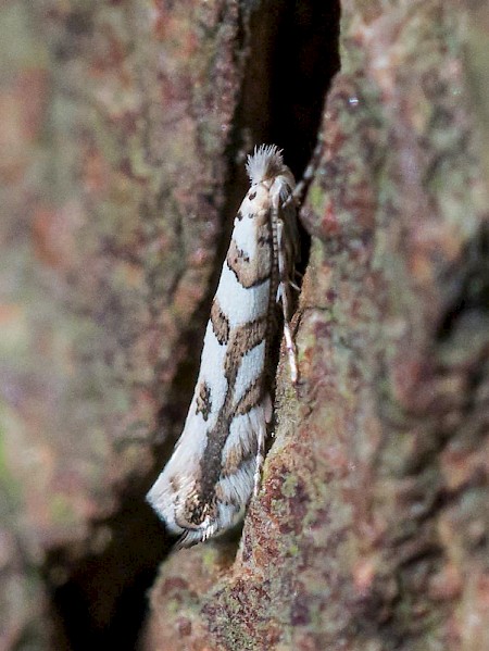 Phyllonorycter kuhlweiniella