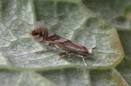 Phyllonorycter cerasicolella