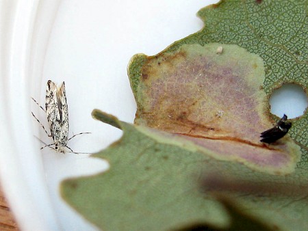 Phyllonorycter sagitella