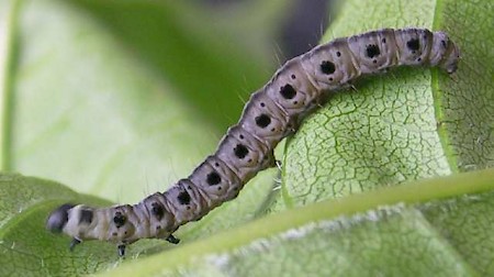 Spindle Ermine Yponomeuta cagnagella