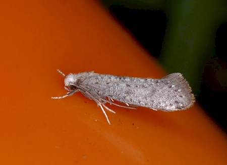 Swammerdamia compunctella