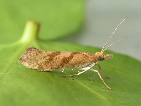 Ypsolopha sylvella