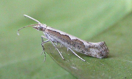 Diamond-back Moth Plutella xylostella