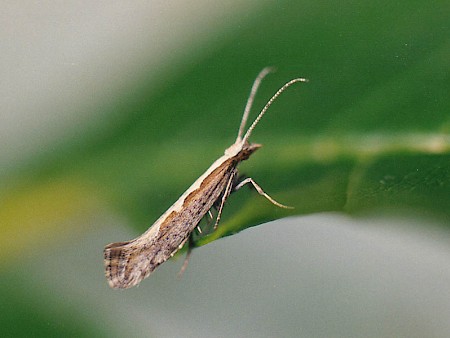 Diamond-back Moth Plutella xylostella