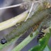 Larva, penultimate instar • Scotland • © Bob Heckford