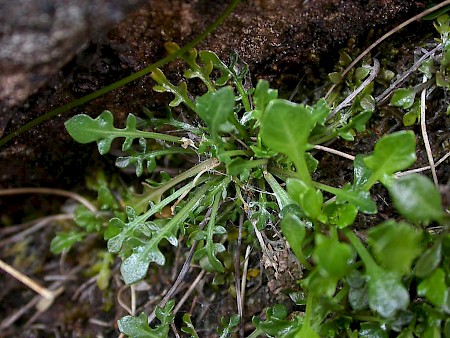 Plutella haasi