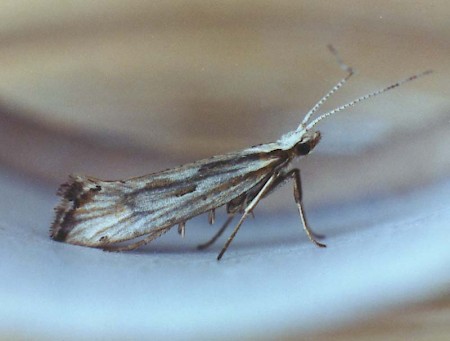 Plutella porrectella