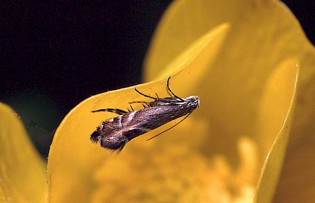 Cocksfoot Moth Glyphipterix simpliciella