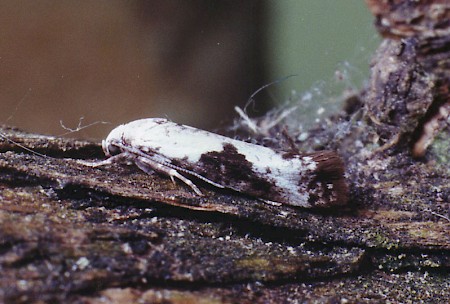 Ash Bud Moth Prays fraxinella