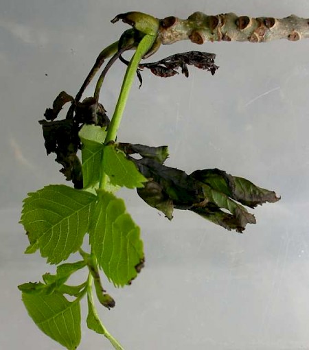 Ash Bud Moth Prays fraxinella