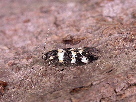 Denisia albimaculea