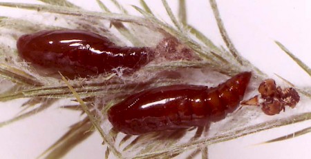 Agonopterix nervosa