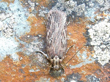 Depressaria ultimella