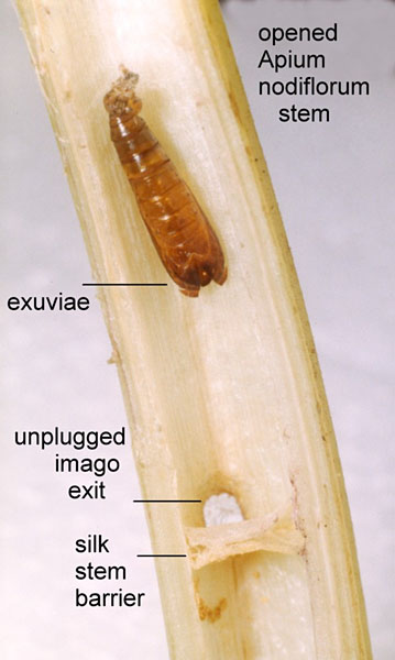 Depressaria ultimella