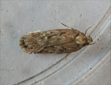 Depressaria pulcherrimella